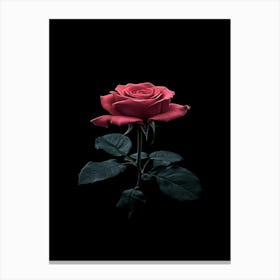 Black Rose 11 Canvas Print