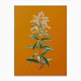 Vintage Lemon Verbena Branch Botanical on Sunset Orange n.0541 Canvas Print