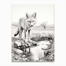 Tibetan Sand Fox Finds Water Pencil Drawing 3 Canvas Print