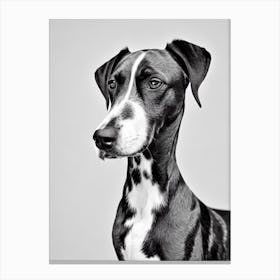 Bluetick Coonhound B&W Pencil dog Canvas Print
