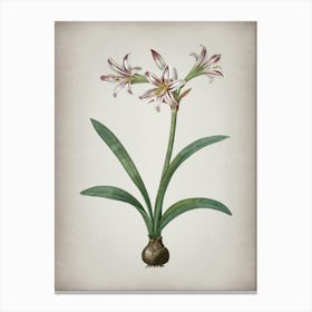 Vintage Amaryllis Botanical on Parchment n.0412 Canvas Print