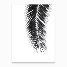 Black Palm in Canvas Print