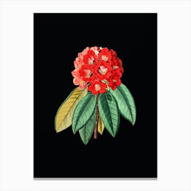 Vintage Rhododendron Rollissonii Flower Botanical Illustration on Solid Black n.0693 Canvas Print