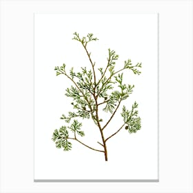 Vintage Atlantic White Cypress Botanical Illustration on Pure White Canvas Print