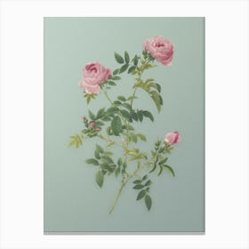 Vintage Rose of the Hedges Botanical Art on Mint Green n.0876 Canvas Print