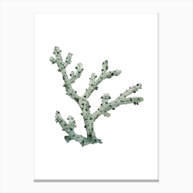 Coral Branch Canvas Print