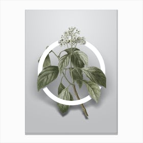 Vintage Climbing Hydrangea Minimalist Botanical Geometric Circle on Soft Gray n.0380 Canvas Print
