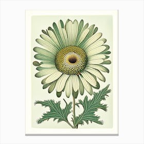 Oxeye Daisy 2 Floral Botanical Vintage Poster Flower Canvas Print