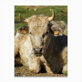 Calf Laying Down 20220403 307ppub Canvas Print