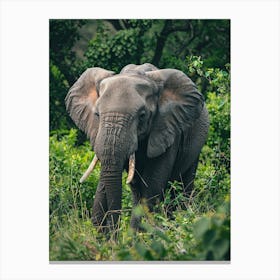 Elephant In The Wild Canvas Print