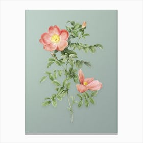 Vintage Red Sweetbriar Rose Botanical Art on Mint Green n.0668 Canvas Print