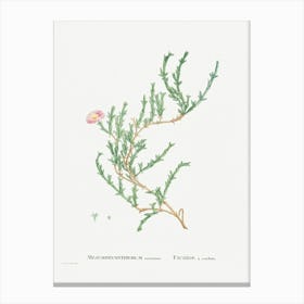 Mesembryanthemum Uncinatum, Pierre Joseph Redoute Canvas Print