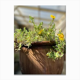 Small Plant In A Pot Canvas Print