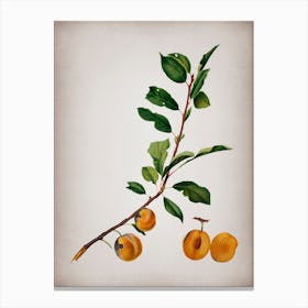 Vintage Apricot Botanical on Parchment n.0046 Canvas Print