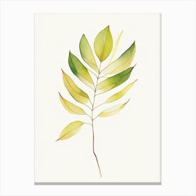 Cassia Leaf Minimalist Watercolour Canvas Print