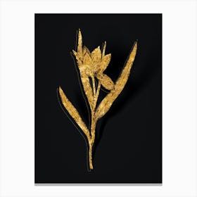 Vintage Tulipa Oculus Colis Botanical in Gold on Black n.0540 Canvas Print