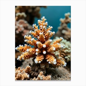 Coral Reef 3 Canvas Print