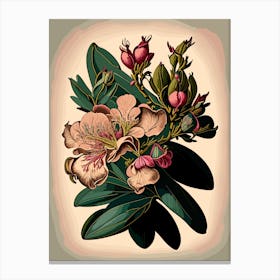Rhododendron Wildflower Vintage Botanical 2 Canvas Print