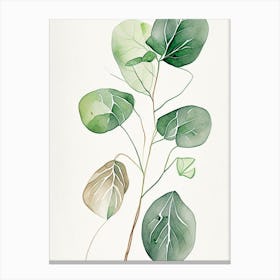 Wild Yam Herb Minimalist Watercolour Canvas Print