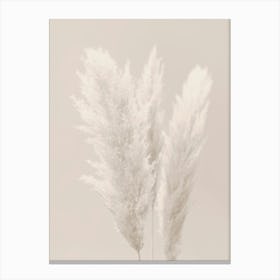 Pampas Grass Beige_2160444 Canvas Print