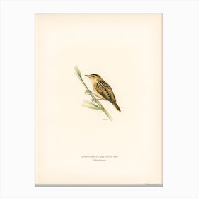 Aquatic Warbler, The Von Wright Brothers Canvas Print