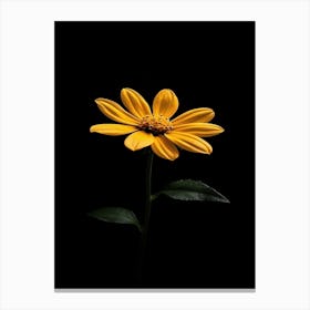 Single Yellow Daisy 2 Canvas Print