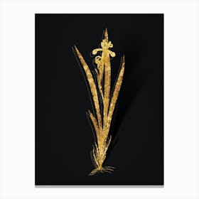 Vintage Yellow Banded Iris Botanical in Gold on Black n.0200 Canvas Print