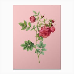Vintage Turnip Roses Botanical on Soft Pink n.0681 Canvas Print