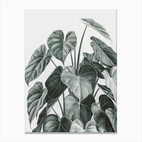 Hibiscus 4 Canvas Print