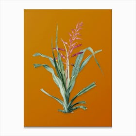 Vintage Pitcairnia Bromeliaefolia Botanical on Sunset Orange n.0836 Canvas Print