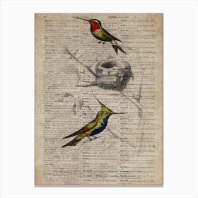 Humming Bird Dictionnaire Universel Dhistoire Naturelle Canvas Print