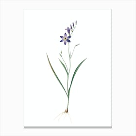 Vintage Ixia Secunda Botanical Illustration on Pure White n.0213 Canvas Print