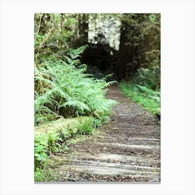 Ferns In The Forest 1 Canvas Print