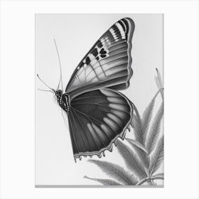 Black Swallowtail Butterfly Greyscale Sketch 1 Canvas Print