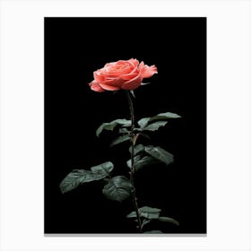 Single Rose On Black Background 41 Canvas Print