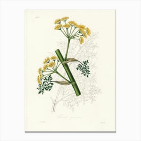 Vintage Botanical John Stephenson and James Morss Churchill Art Print_2731666 Canvas Print