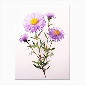 Pressed Flower Botanical Art Asters 3 Canvas Print