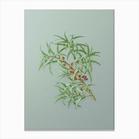 Vintage Common Sea Buckthorn Botanical Art on Mint Green n.0994 Canvas Print
