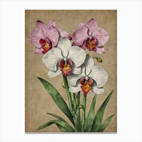 Orchids 3 Canvas Print