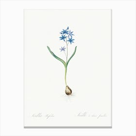 Alpine Squill Illustration From Les Liliacées (1805), Pierre Joseph Redoute Canvas Print
