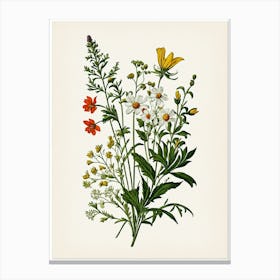 Vintage Botanical Galleria Style Wildflower Painting 37 Canvas Print