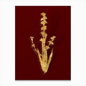 Vintage Pale Yellow Eyed Grass Botanical in Gold on Red n.0425 Canvas Print