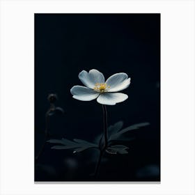 Anemone Flower 3 Canvas Print