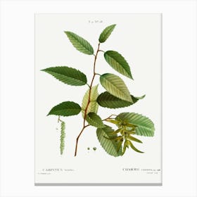 Common Hornbeam, Pierre Joseph Redoute Canvas Print