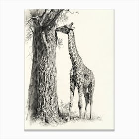 Giraffe Scratching Against A Tree Pencil Drawing 1 Canvas Print