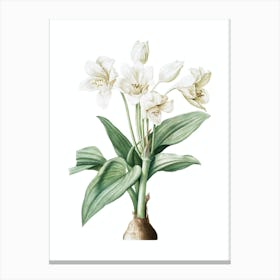 Vintage Crinum Giganteum Botanical Illustration on Pure White n.0037 Canvas Print