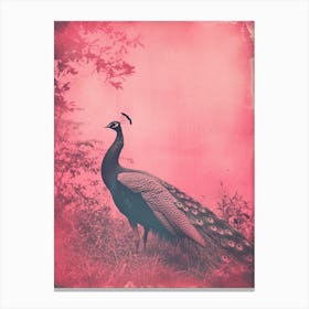 Pink Peacock Cyanotype In The Wild  2 Canvas Print