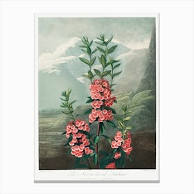 The Narrow–Leaved Kalmia From The Temple Of Flora (1807), Robert John Thornton Canvas Print