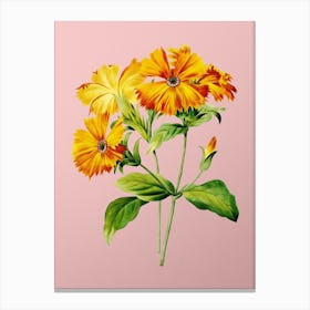 Vintage Lychnis Grandiflora Botanical on Soft Pink n.0821 Canvas Print
