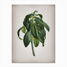Vintage Spurge Laurel Weeds Botanical on Parchment n.0518 Canvas Print
